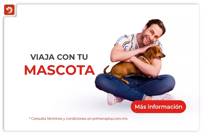 Viaja con tu mascota